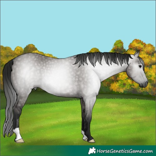 Horse Color:Gray Grullo Rabicano 