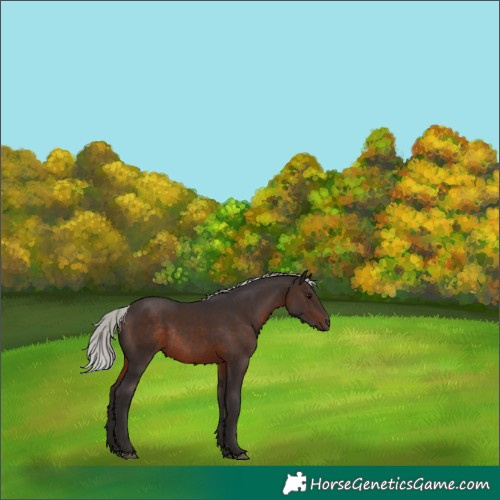 Horse Color:Silver Brown Rabicano 