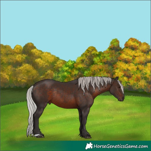 Horse Color:Silver Brown Rabicano 