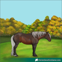 Horse Color:Silver Brown Rabicano 