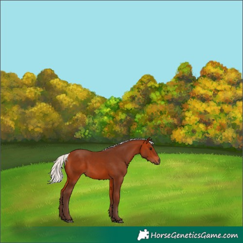 Horse Color:Silver Bay