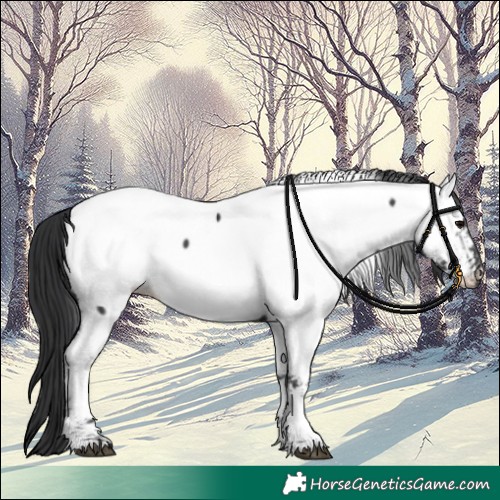 Horse Color:Black Appaloosa 