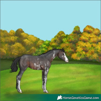 Horse Color:Brown Sabino 