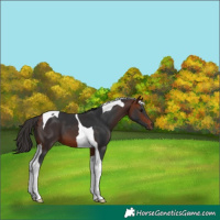 Horse Color:Bay Tobiano 