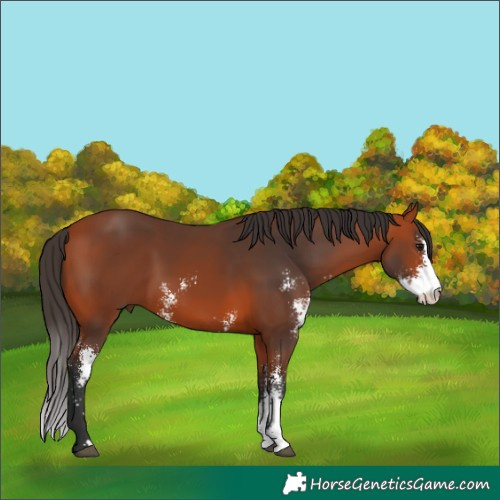 Horse Color:Bay Sabino 