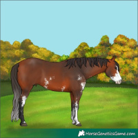 Horse Color:Bay Sabino 