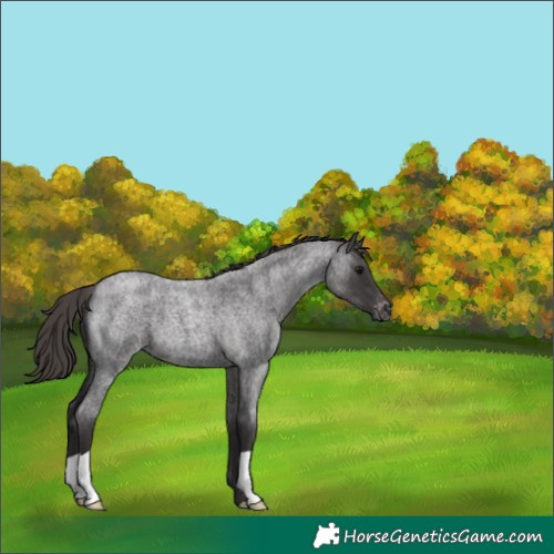 Horse Color:Smoky Blue Roan Appaloosa