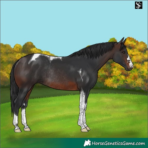Horse Color:Brown Tobiano Rabicano 