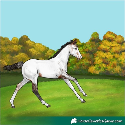 Horse Color:White Spotted Bay Frame Appaloosa Rabicano  and White Spotted Bay Frame Appaloosa Rabicano 