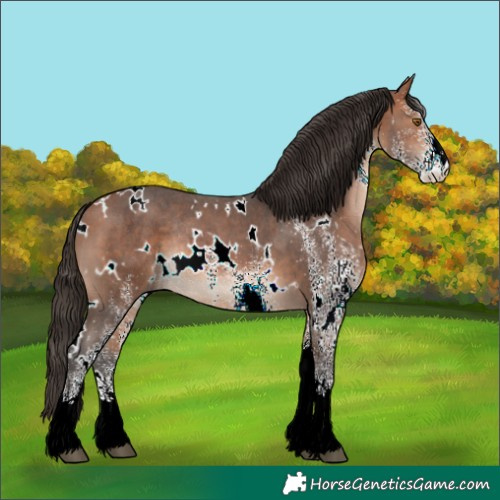 Horse Color:White Spotted Bay Rabicano 
