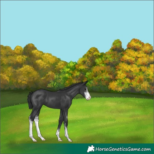 Horse Color:Black Sabino 