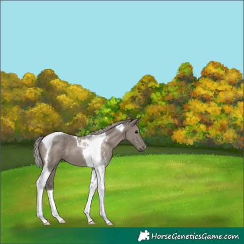Horse Color:Silver Grullo Tobiano