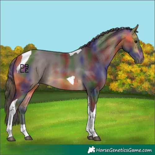 Horse Color:Nacre Buckskin Tobiano 