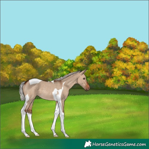Horse Color:Silver Brown Dun Tobiano Rabicano