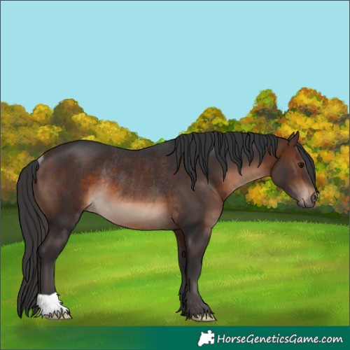 Horse Color:Brown Rabicano 