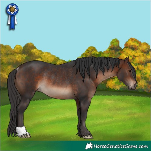 Horse Color:Brown Rabicano 