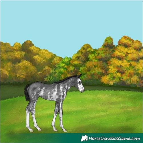 Horse Color:Gray Black Sabino Rabicano