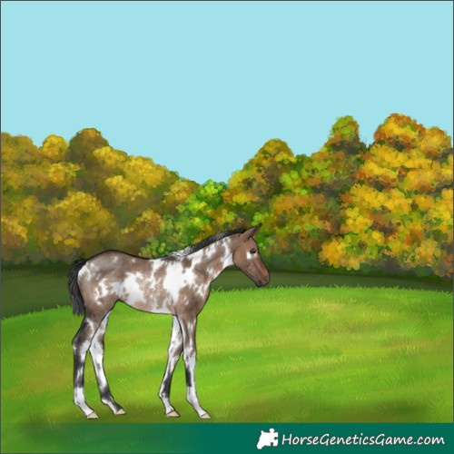 Horse Color:White Spotted Brown Dun Rabicano 