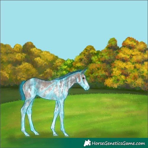 Horse Color:Thunderstruck Bay Sabino Rabicano