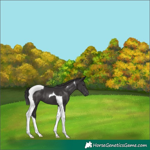 Horse Color:Smoky Black Tobiano 