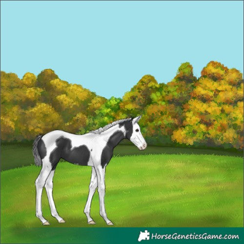 Horse Color:Black Splash Tobiano 