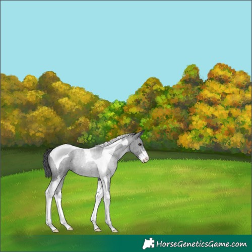 Horse Color:Black Sabino Tobiano