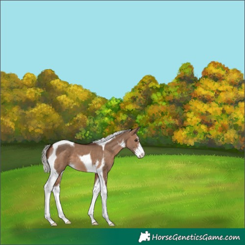 Horse Color:Silver Brown Dun Sabino Tobiano