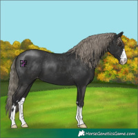 Horse Color:Liver Chestnut Mushroom Appaloosa 