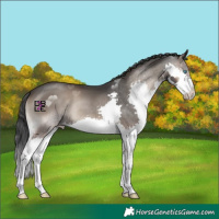 Horse Color:Blue Onyx Splash 
