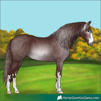Horse Color:Gray Chocolate Black 