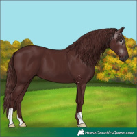 Horse Color:Gray Chocolate Black 