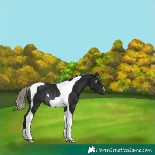 Horse Color:Gray Silver Brown Tobiano Rabicano 