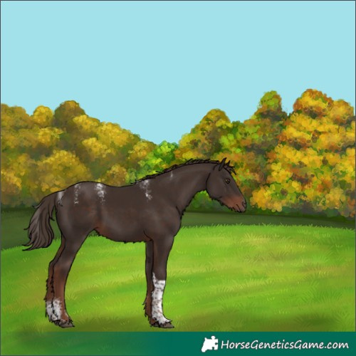 Horse Color:Powder White Liver Chestnut Tobiano 