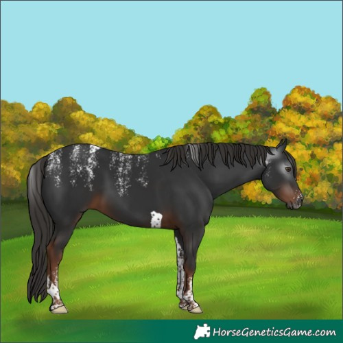 Horse Color:Powder White Gray Liver Chestnut Tobiano 
