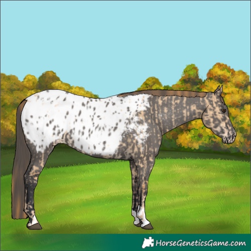 Horse Color:Red Dun Appaloosa  and Grullo Appaloosa 