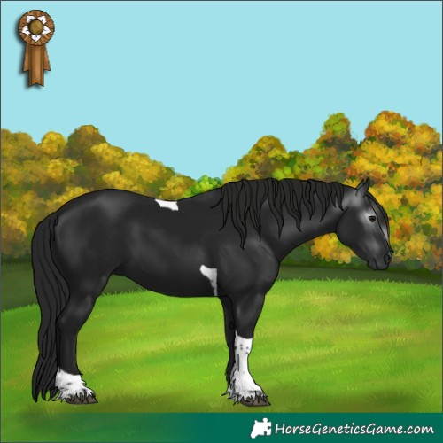 Horse Color:Gray Black Tobiano 