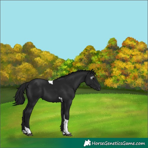 Horse Color:Gray Black Tobiano 