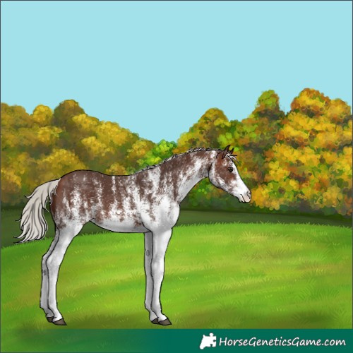 Horse Color:White Spotted Silver Brown 