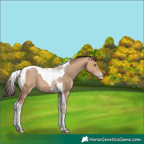 Horse Color:Amber Champagne Tobiano 