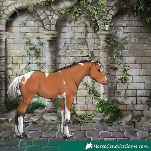Horse Color:Bay Tobiano 