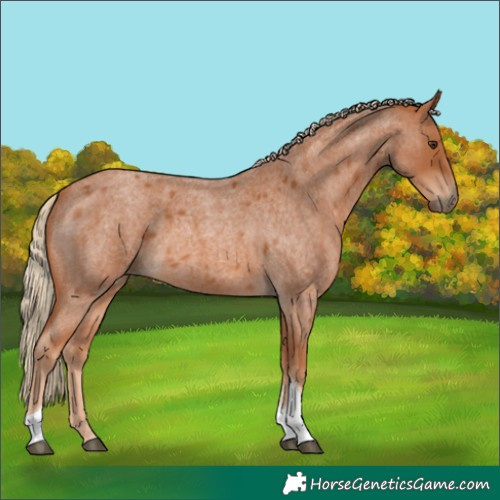 Horse Color:Red Roan Tobiano