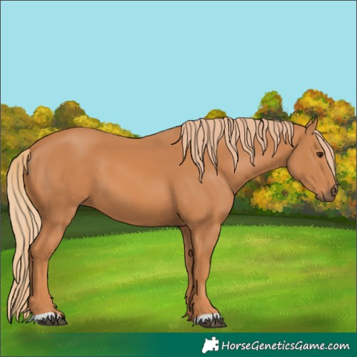 Horse Color:Chestnut 