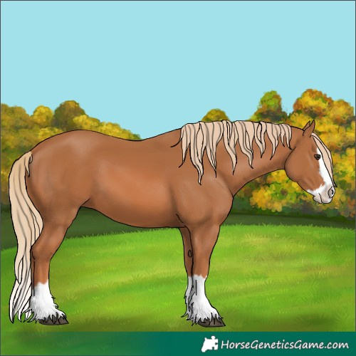 Horse Color:Chestnut Splash 