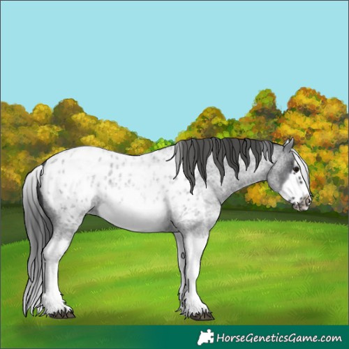 Horse Color:White Spotted Blue Roan Splash Frame Appaloosa 