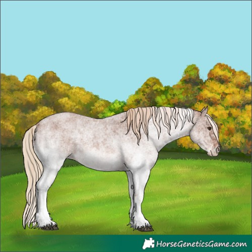 Horse Color:White Spotted Red Roan