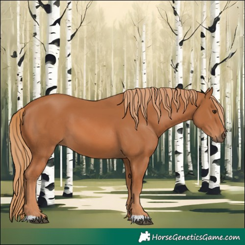 Horse Color:Chestnut 