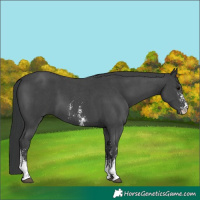 Horse Color:Black Sabino