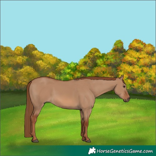 Horse Color:Red Dun 
