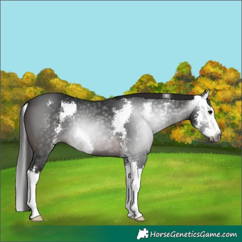 Horse Color:Gray Bay Sabino Splash 
