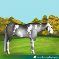 Horse Color:Gray Bay Sabino Splash 